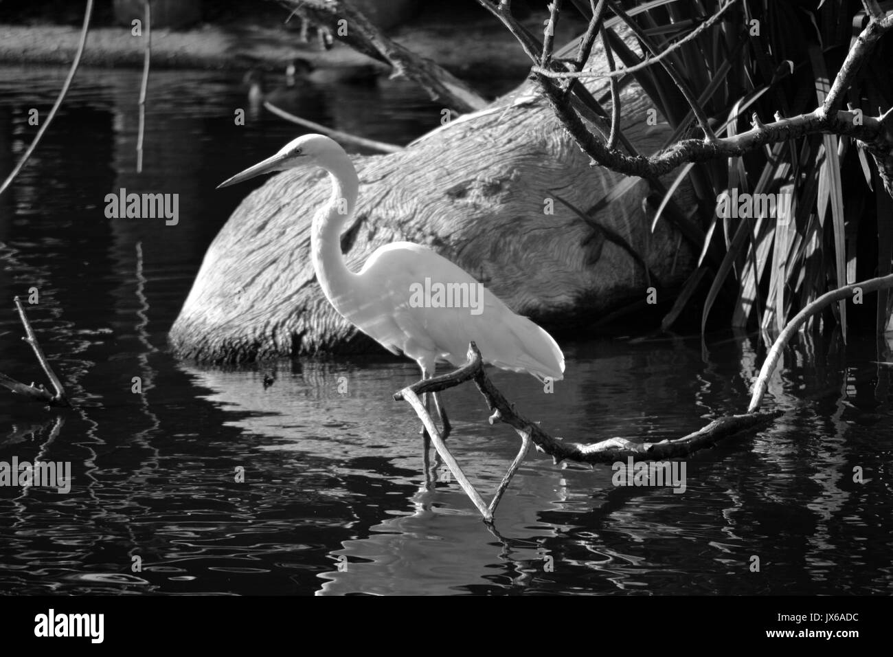 Egret dans un étang Banque D'Images