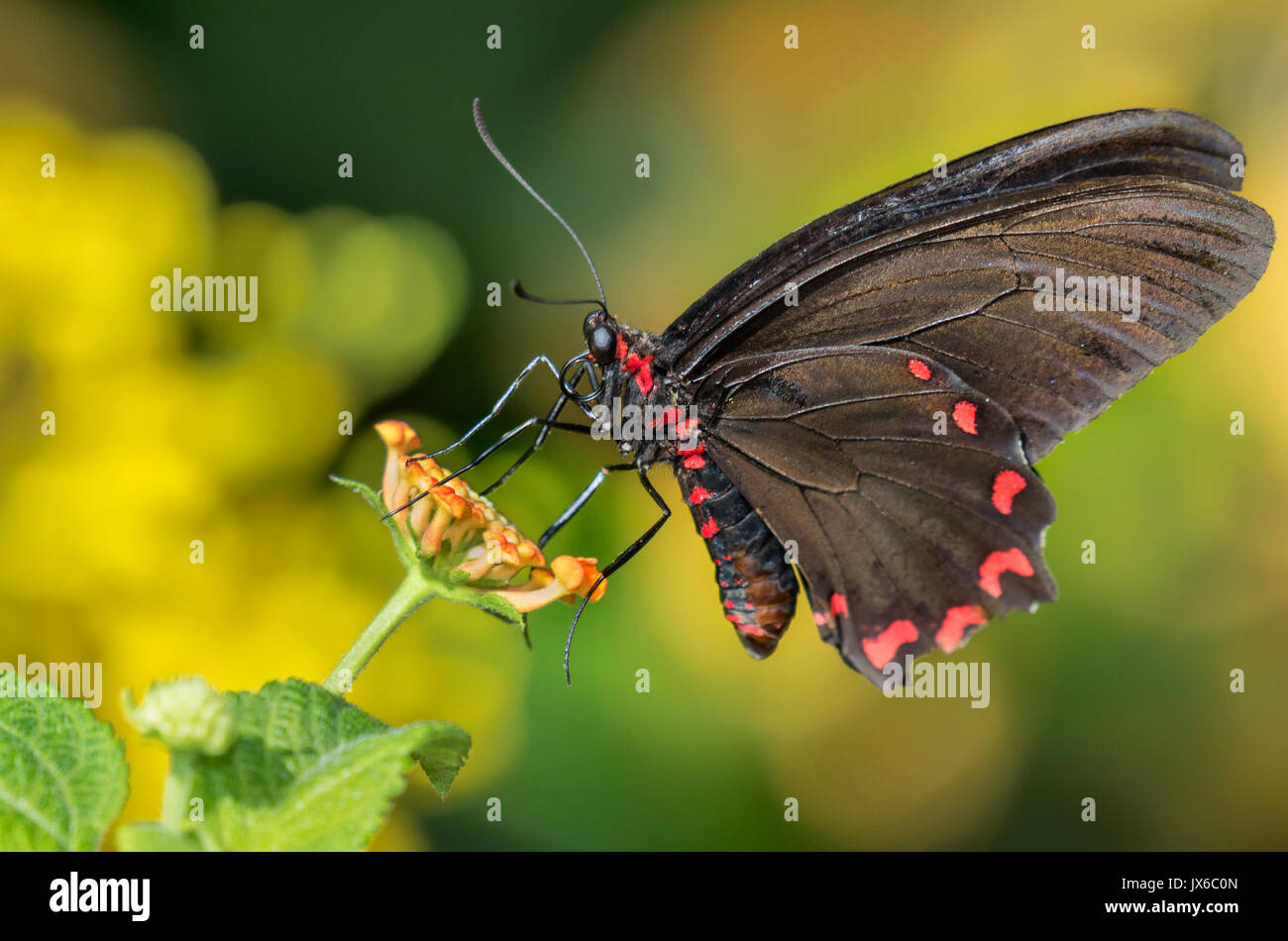 Pink-Spotted Cattleheart (laquelle Photinus Parides) Banque D'Images