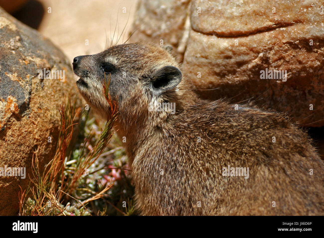 Rock badger, Cape Town, Afrique du Sud Banque D'Images