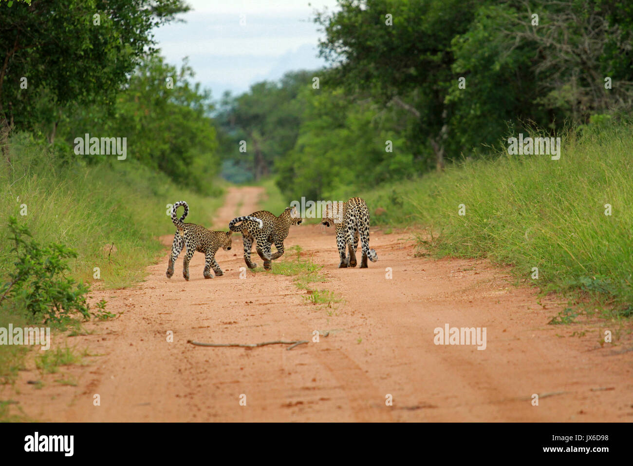 Les léopards, Kruger National Park, Afrique du Sud Banque D'Images