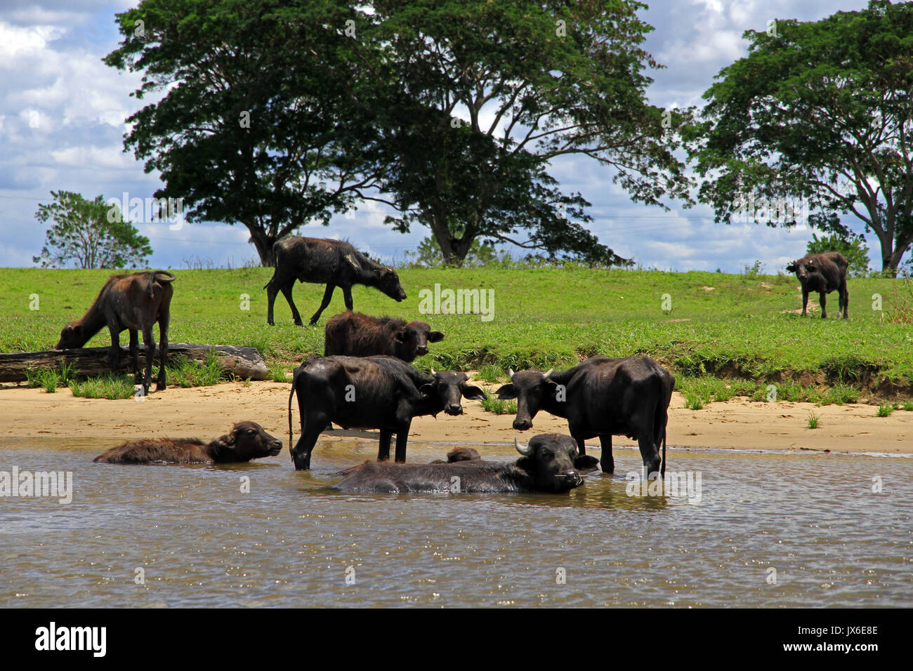Fleuve d'Orinoco, Venezuela Banque D'Images