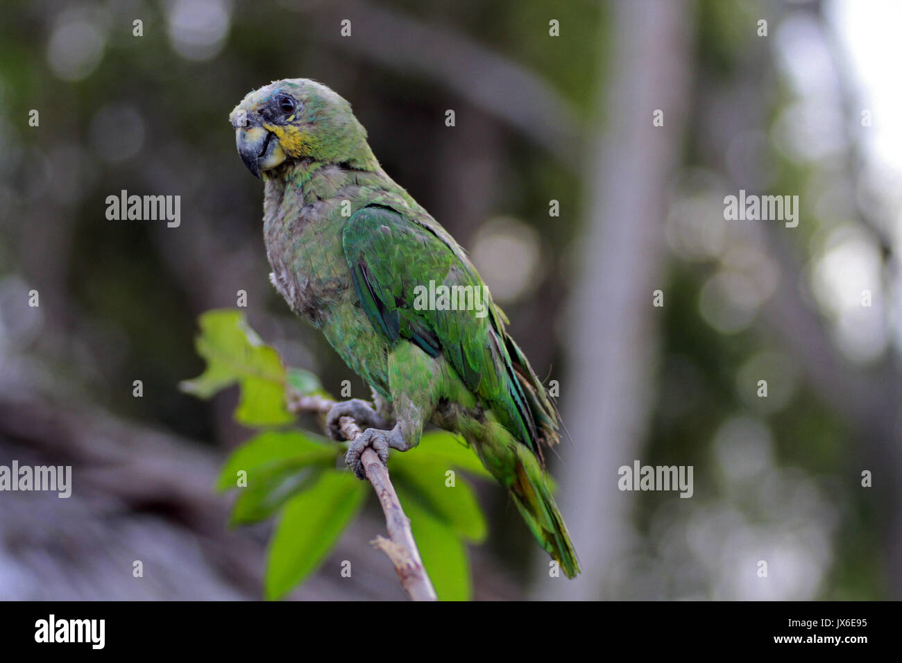 Amazon parrot, Orinoco delta, Venezuela Banque D'Images