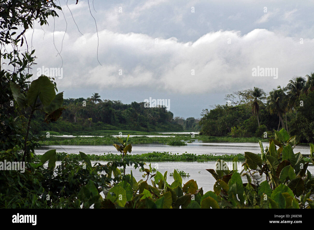 Fleuve d'Orinoco, Venezuela Banque D'Images