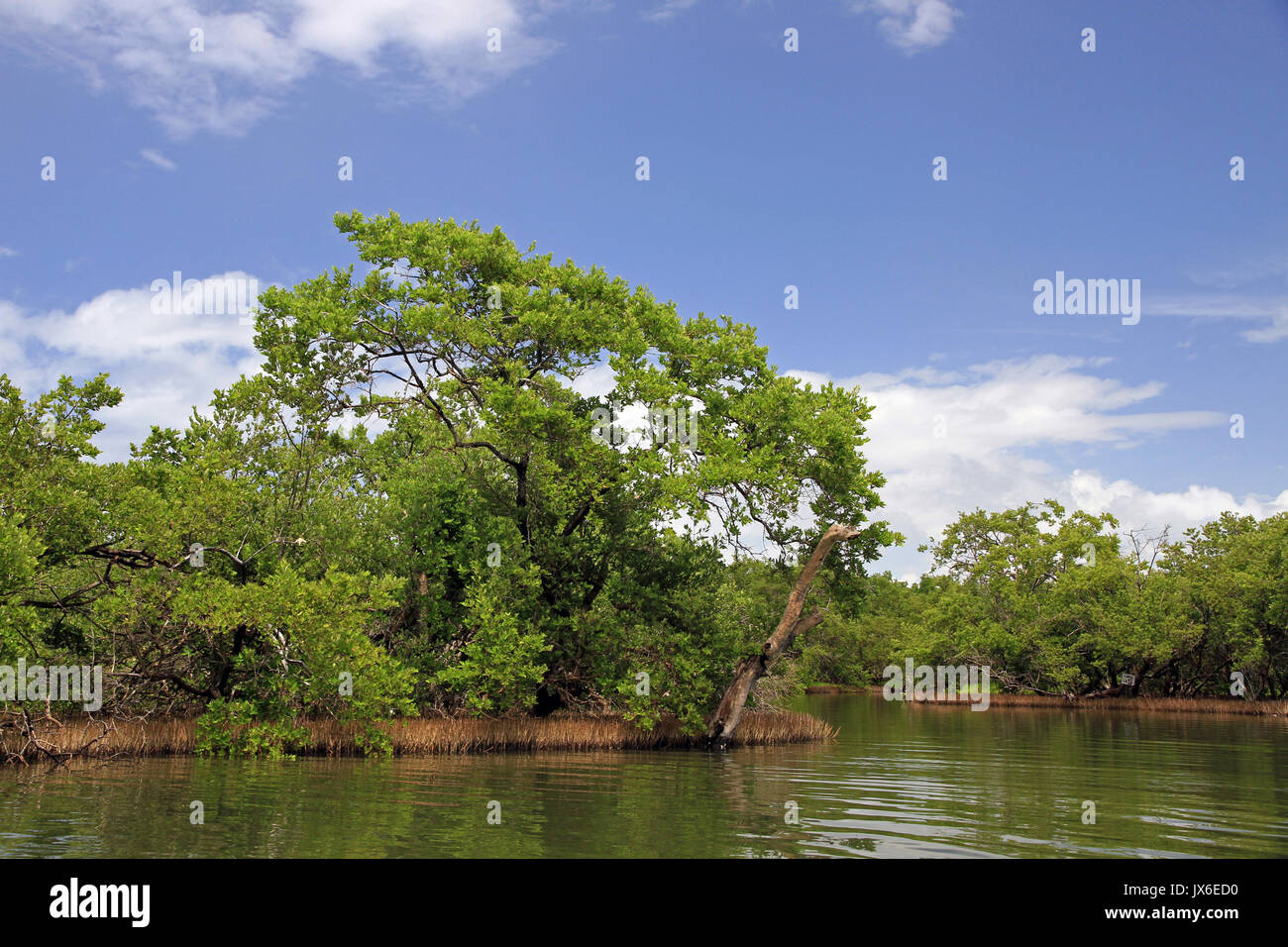 Les mangroves, l'île de Margarita, Venezuela Banque D'Images