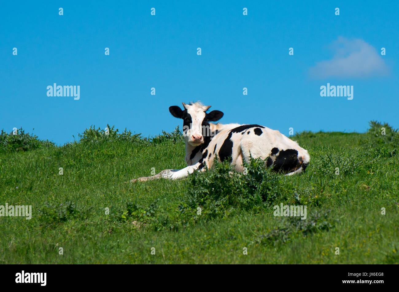 Gc, le pré vert. Banque D'Images