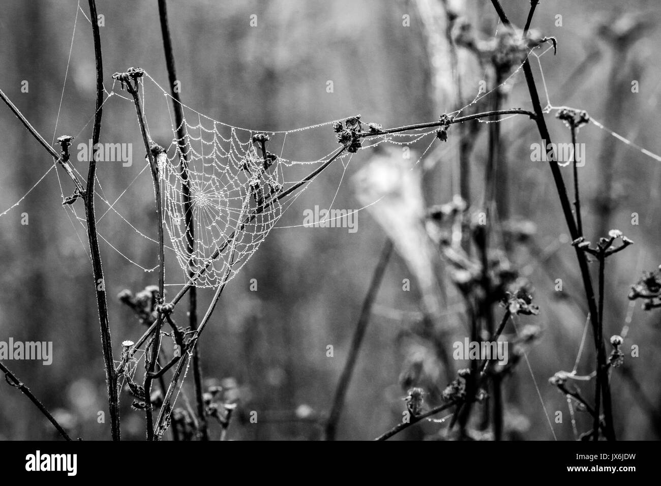 Filet araignée araignée humide, sur des chardons, selective focus Banque D'Images
