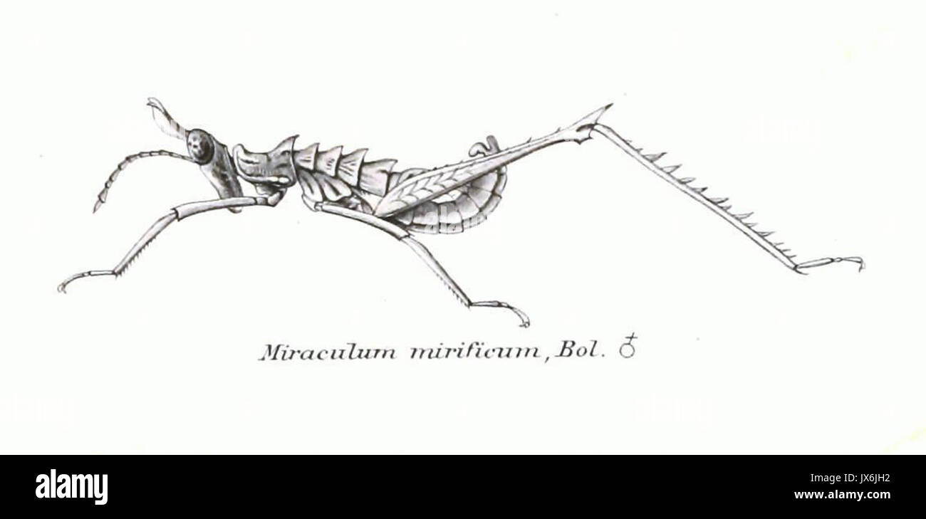 Genera Insectorum Miraculum mirificum Banque D'Images