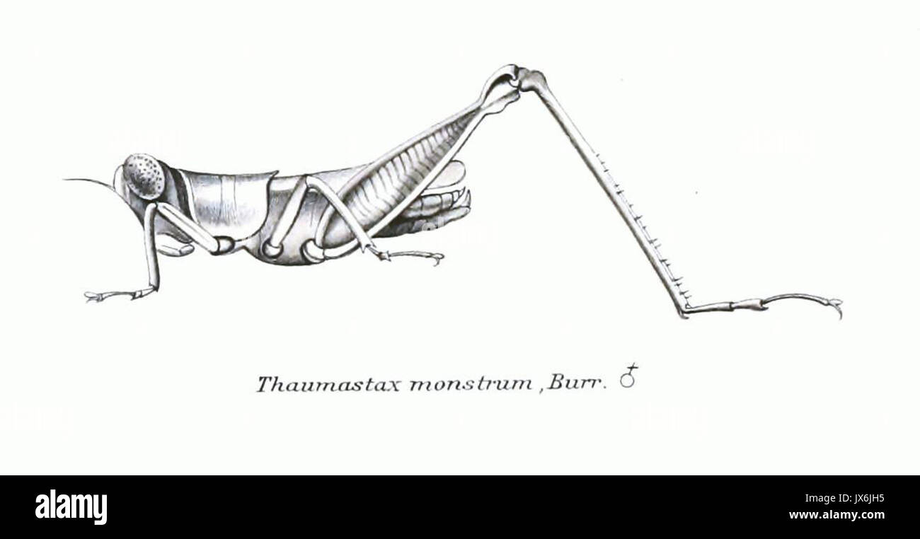 Genera Insectorum monstrum Thaumastax Banque D'Images