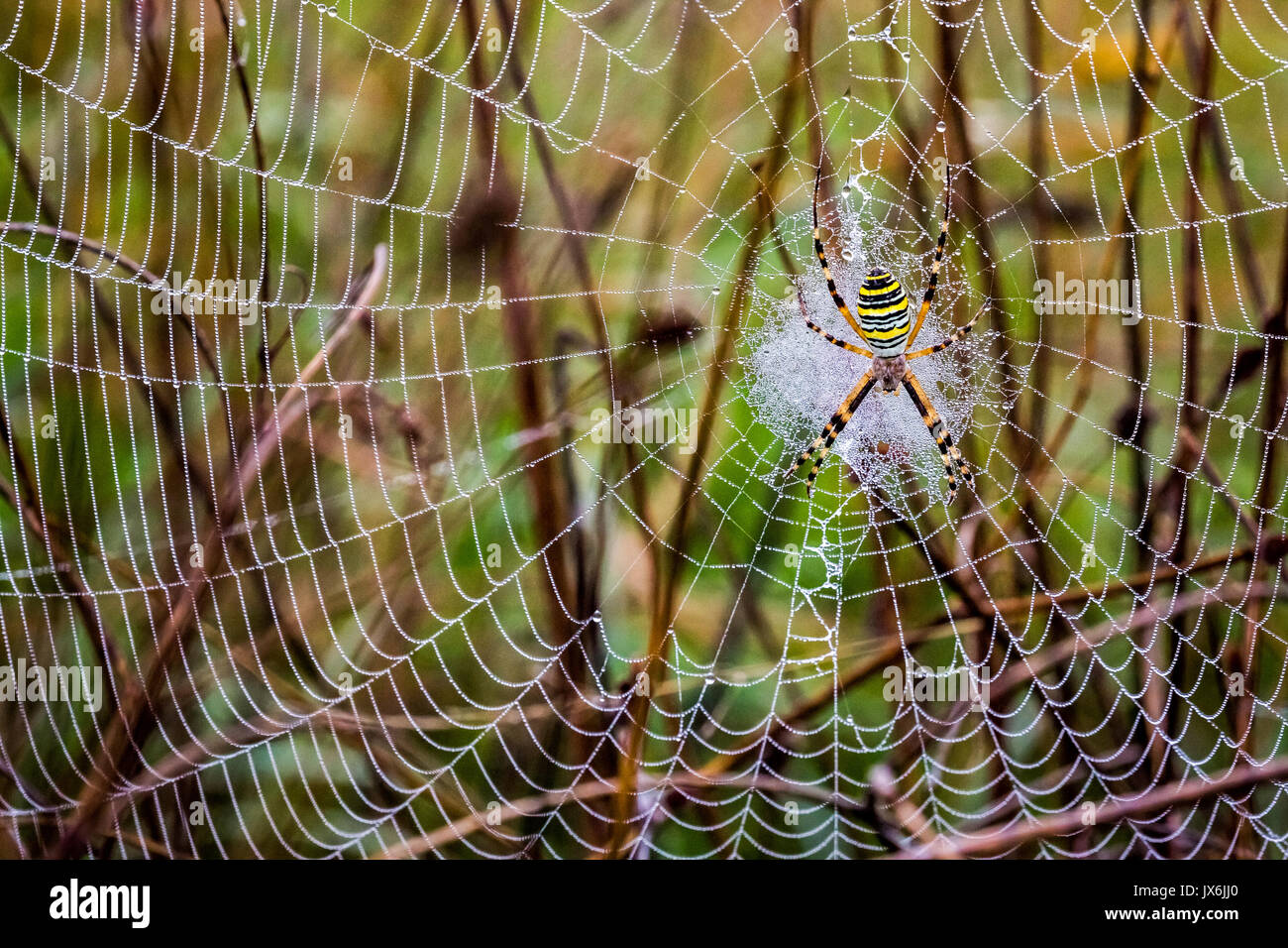 Filet araignée araignée humide, sur des chardons, selective focus Banque D'Images