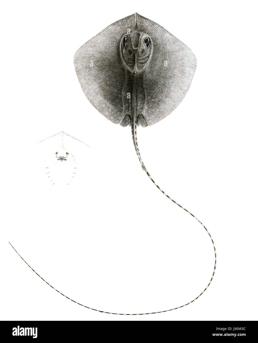 Trygon uarnak 194 Achille Banque D'Images