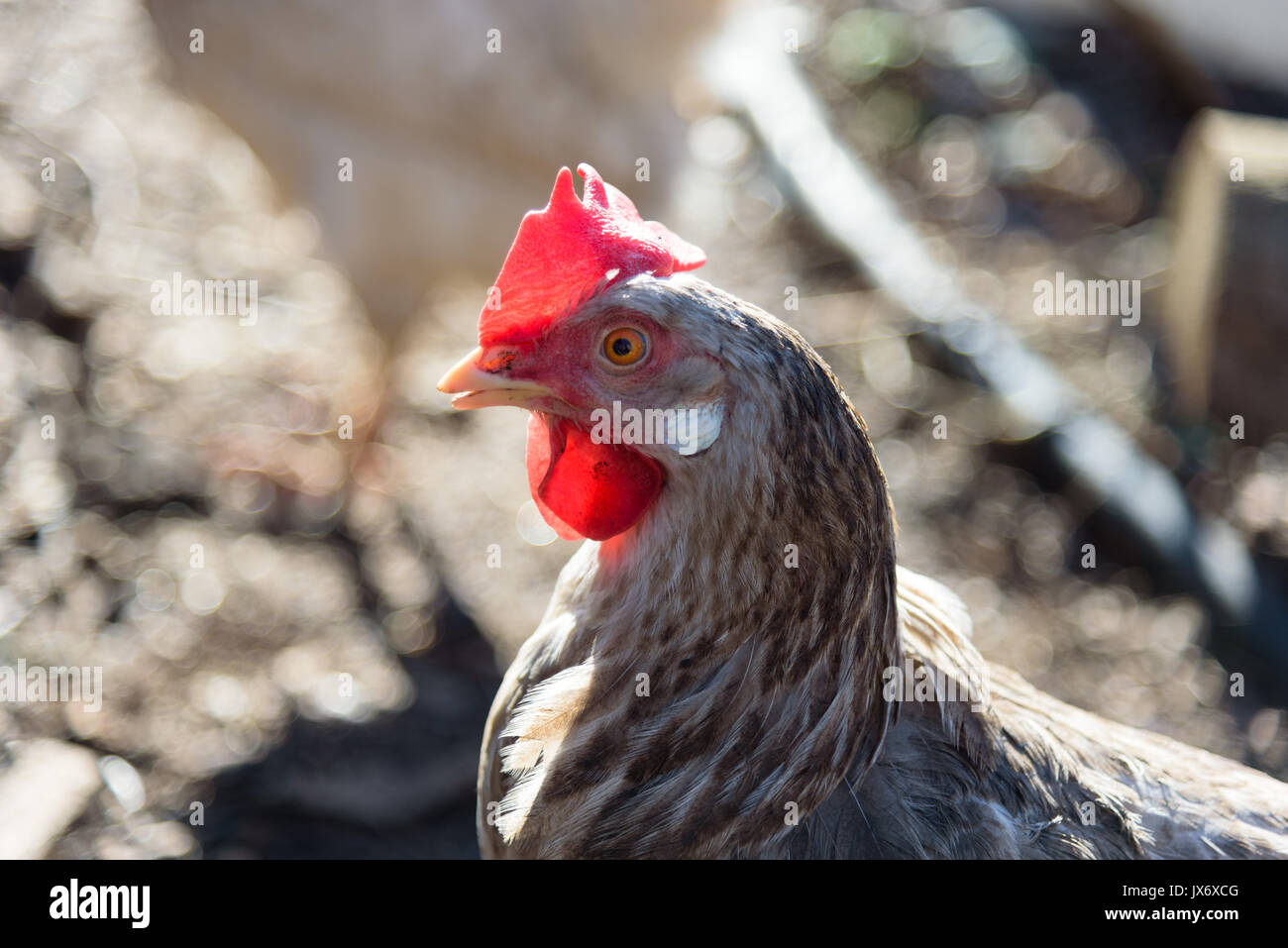 Poule Blanche close up Banque D'Images