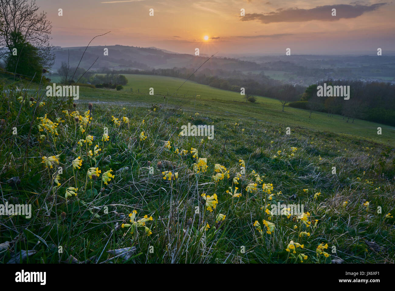 Cowslips une masse d'au sommet d'une colline au coucher du soleil, Parc National des South Downs Banque D'Images Cowslips une masse d'au sommet d'une colline au coucher du soleil, Parc National des South Downs Banque D'Images