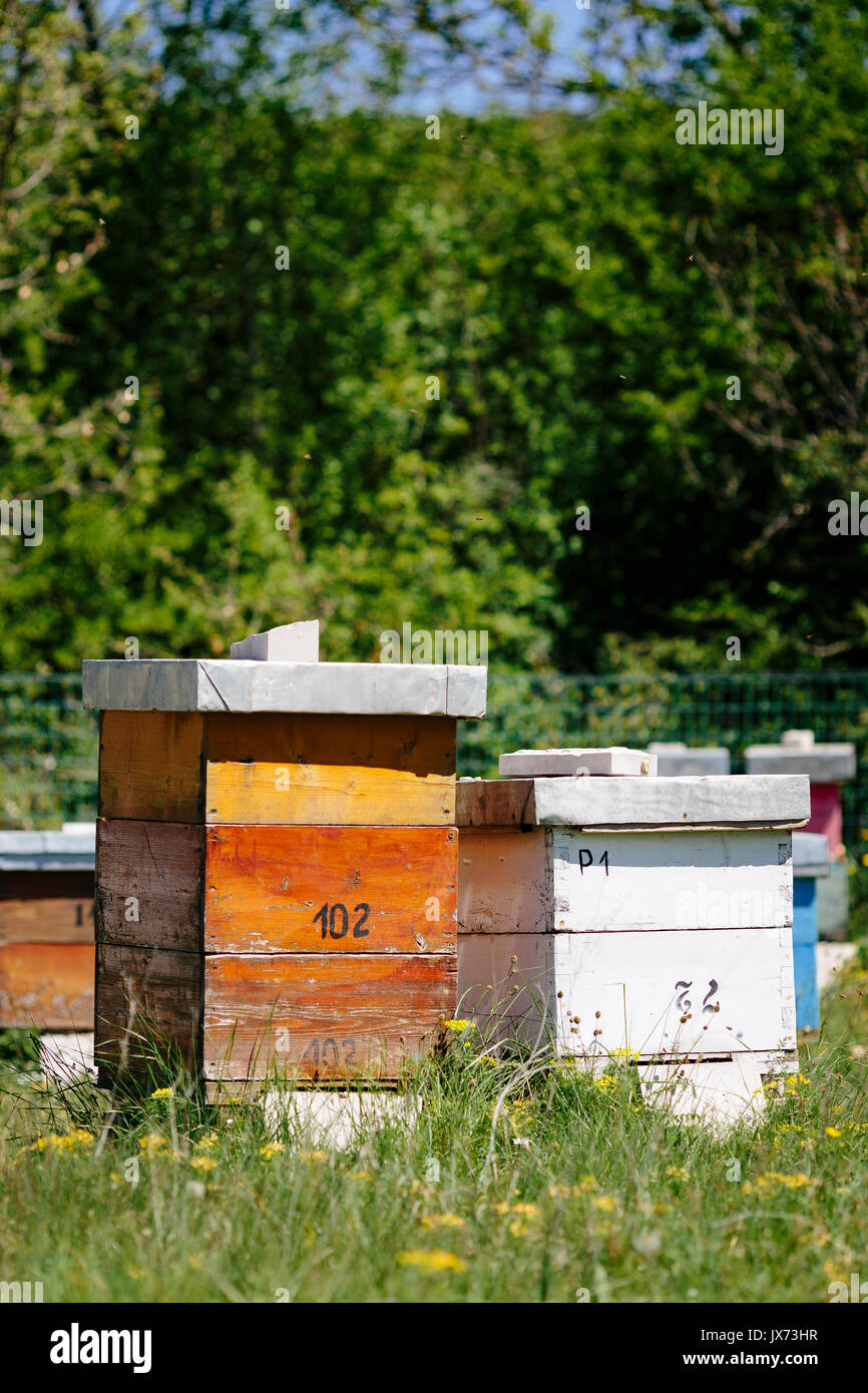 Les ruchers et les abeilles Banque D'Images