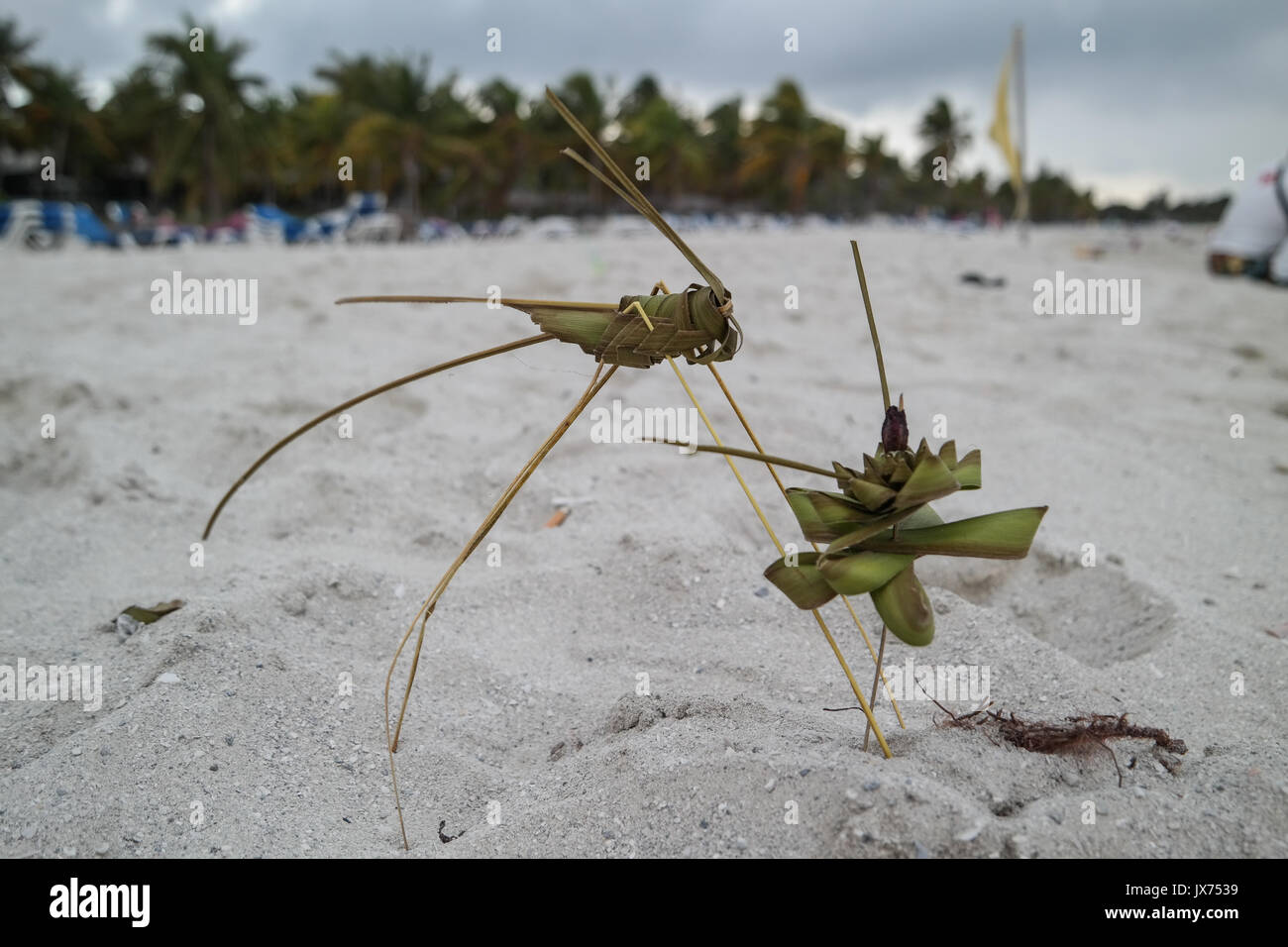Art de sauterelle feuille de palmier Banque D'Images