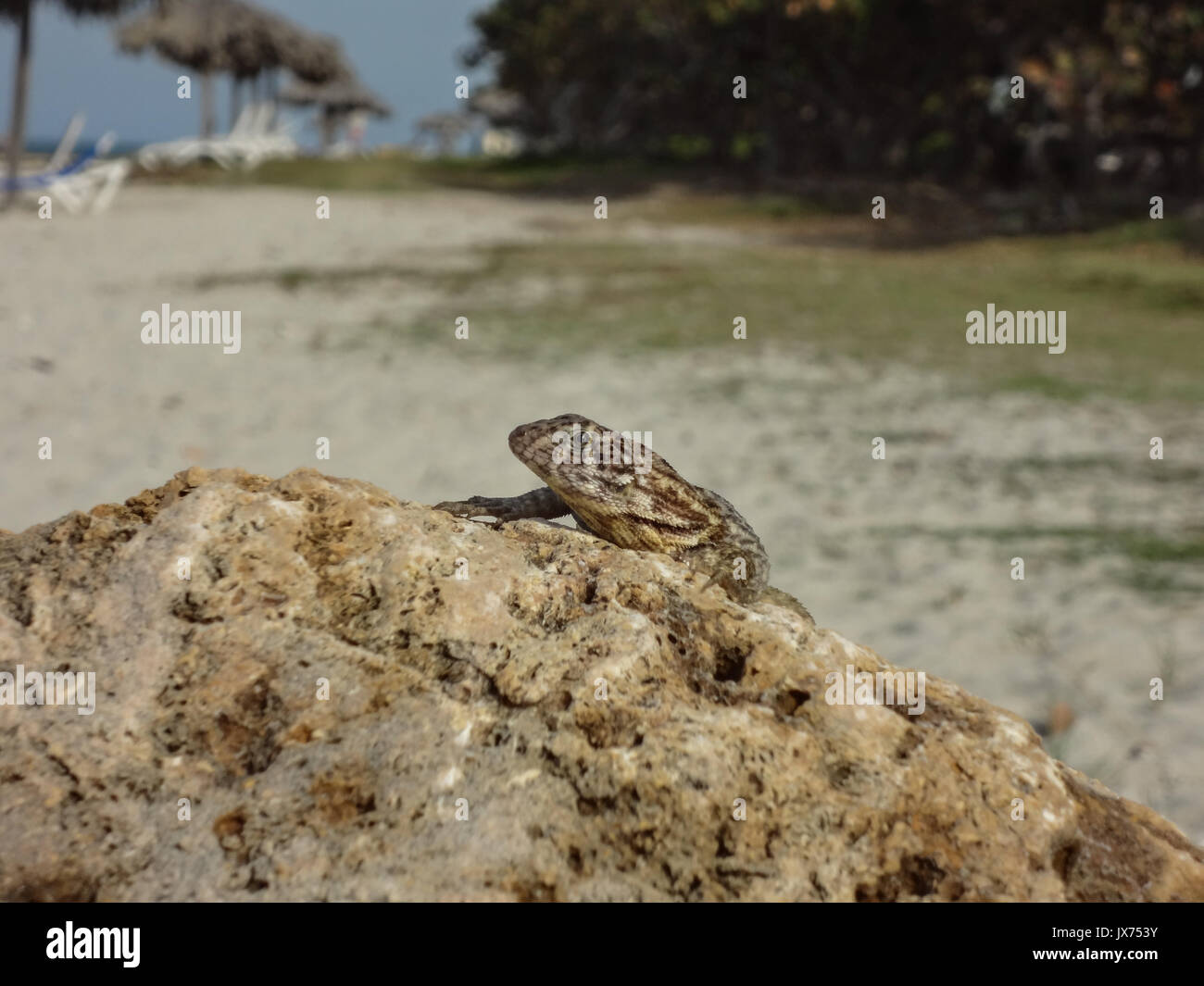 Lizard assis sur une pierre à la plage Banque D'Images