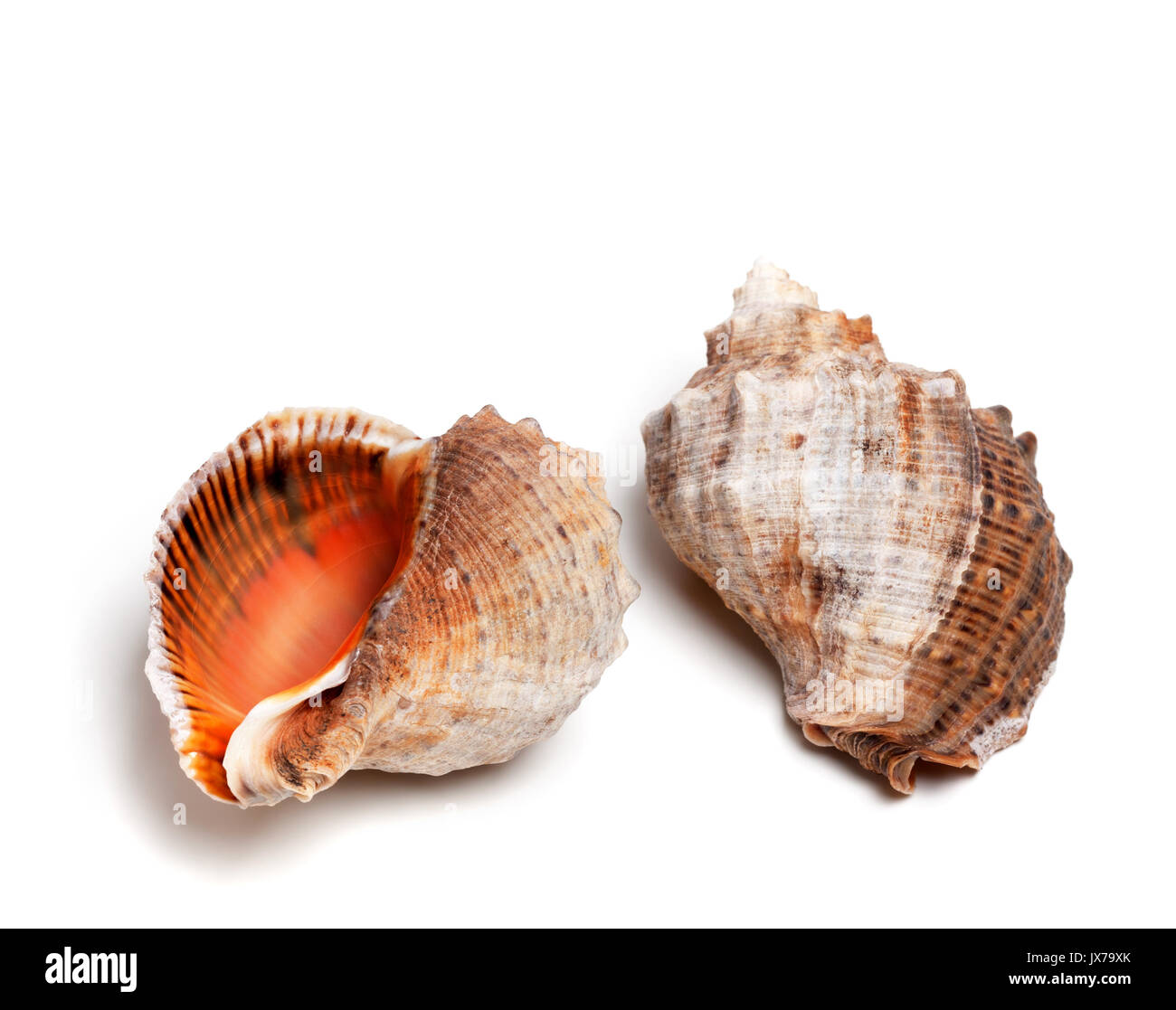 Trois obus de rapana venosa. Isolé sur fond blanc. Banque D'Images