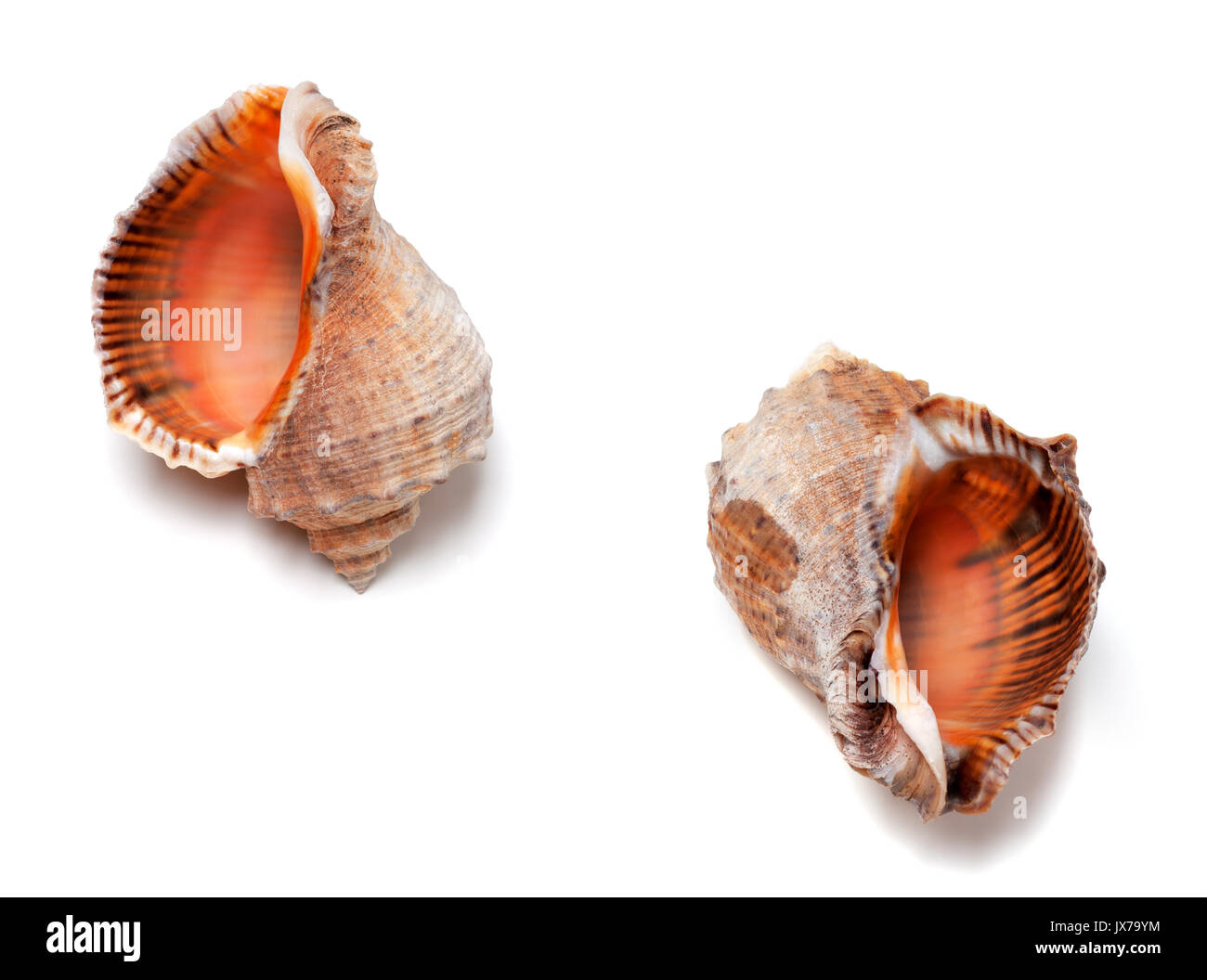 Deux coquilles vides de rapana venosa. Isolé sur fond blanc. Banque D'Images