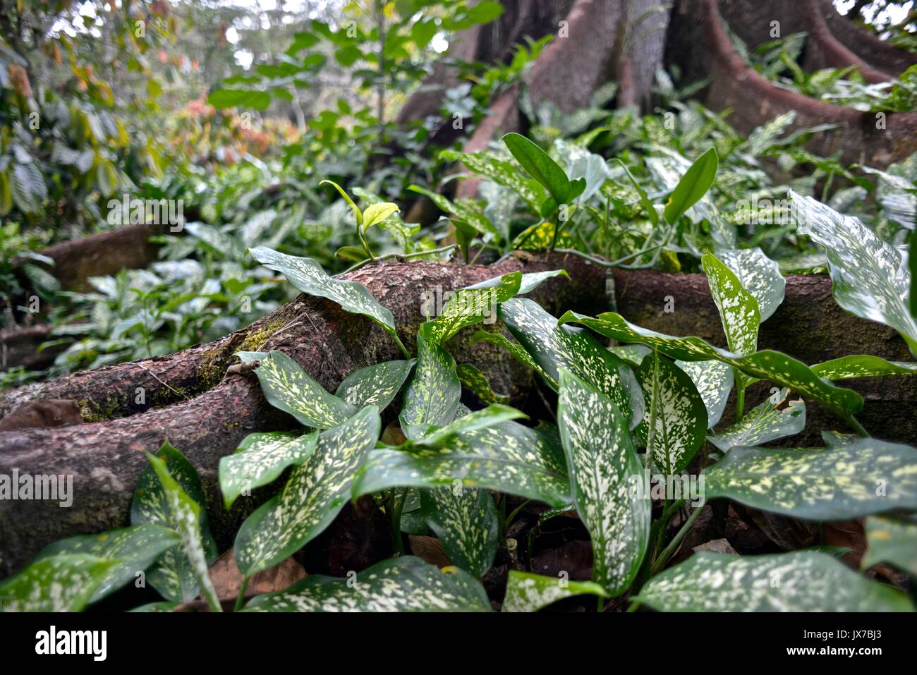La végétation dense autour d'une plantation de cacao au Brésil. Banque D'Images
