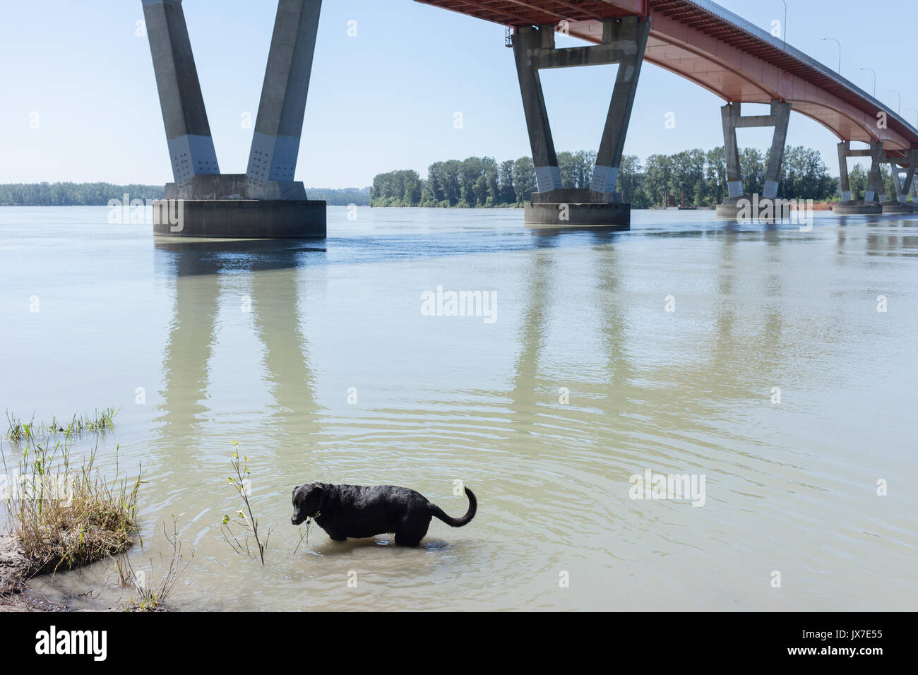 Chien de se rafraîchir dans la rivière Fraser. Mission (Colombie-Britannique). Canada Banque D'Images