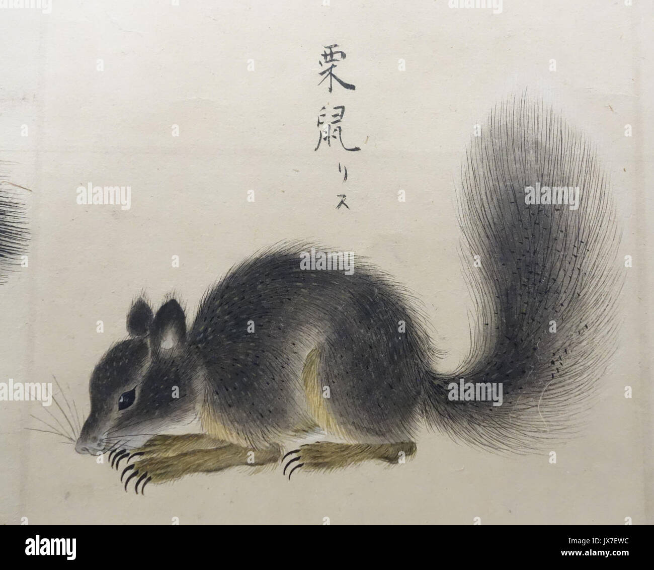 Des illustrations d'animaux 4, période Edo, 19e siècle, couleur sur papier Musée National de Tokyo DSC05494 Banque D'Images