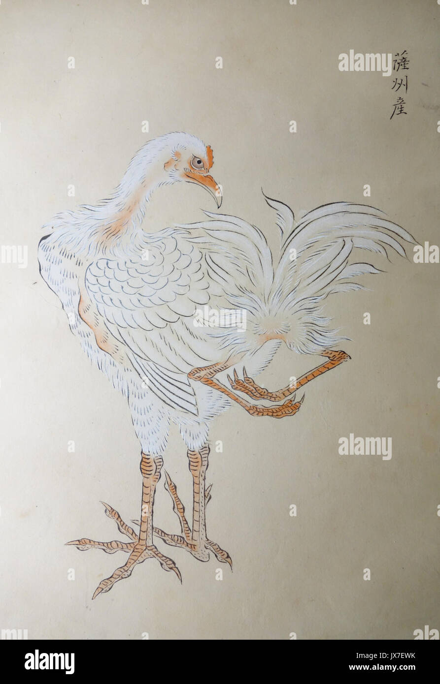 La peinture d'histoire naturelle, d'Edo à Meiji, 19e siècle, couleur sur papier Musée National de Tokyo DSC05516 Banque D'Images