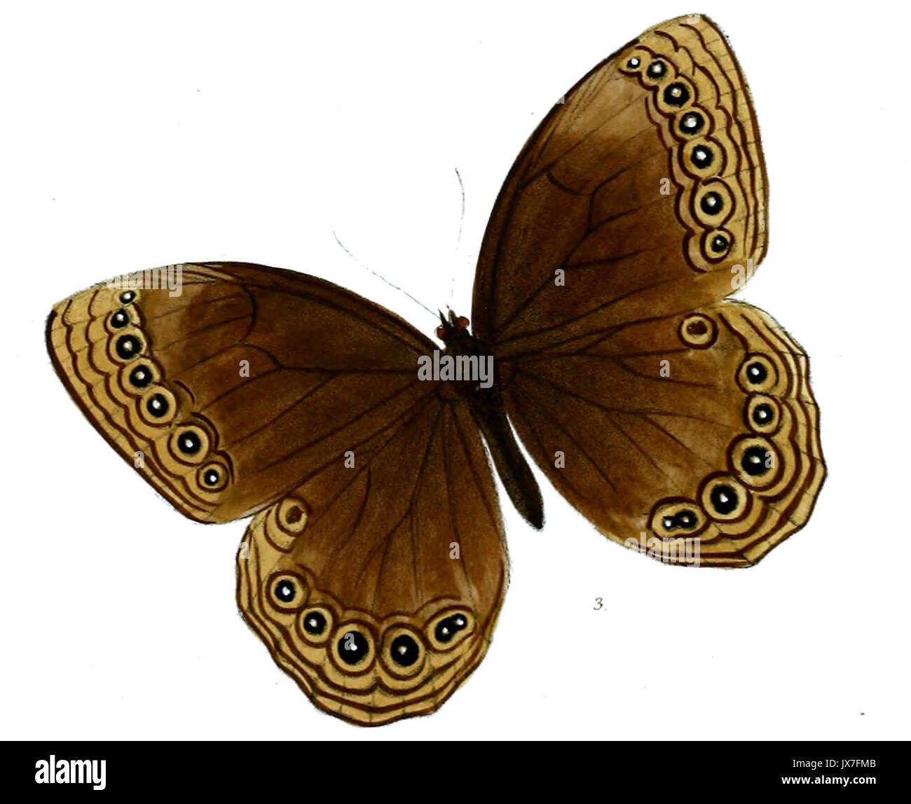 Ethope himachala 543 Banque D'Images