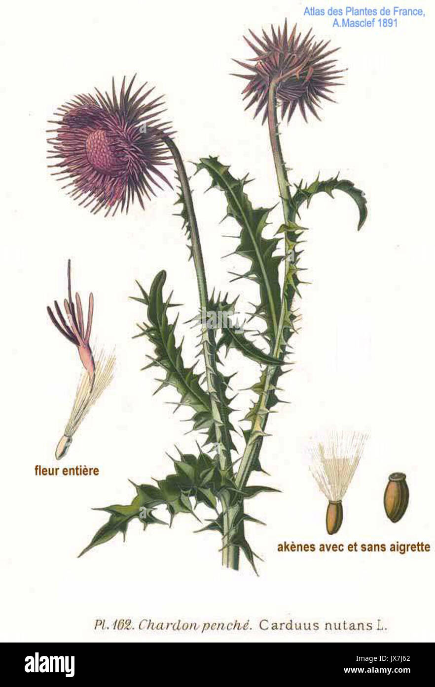 Carduus nutans l, communément appelé chardon musqué, est une espèce de plante à fleurs de la famille des Asteraceae. Originaire d’Europe et d’Asie, elle est devenue envahissante en Amérique du Nord, où elle impacte les zones agricoles et naturelles. Banque D'Images