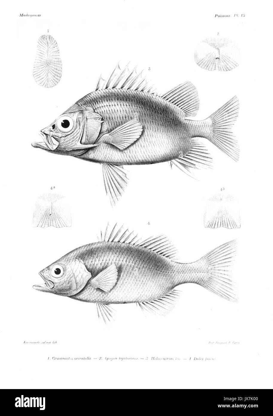 GrandidierMadagascarFishes 0039 Banque D'Images