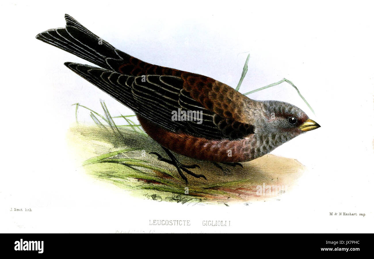 LeucosticteGiglioliiSmit Banque D'Images