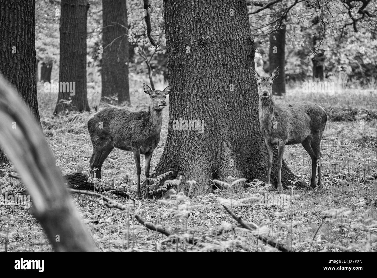 Cerfs Banque D'Images