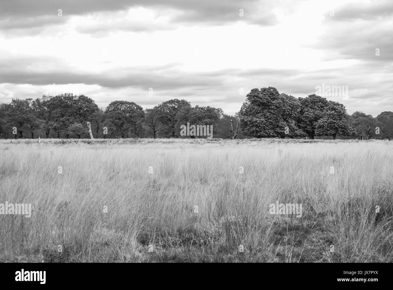 Cerfs Banque D'Images