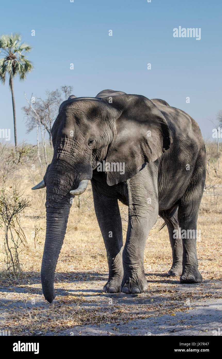 L'éléphant d'Afrique, Loxodonta africana, à la réserve faunique de Linyanti dans le nord du Botswana. Banque D'Images