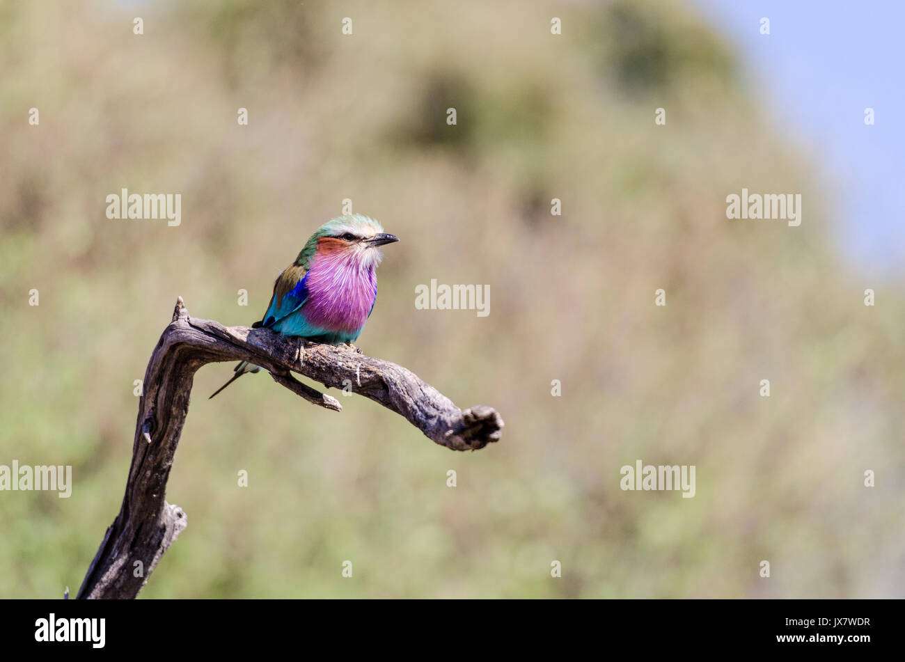 Lilac-breasted Roller, Coracias caudata, à la réserve faunique de Linyanti dans le nord du Botswana. Banque D'Images