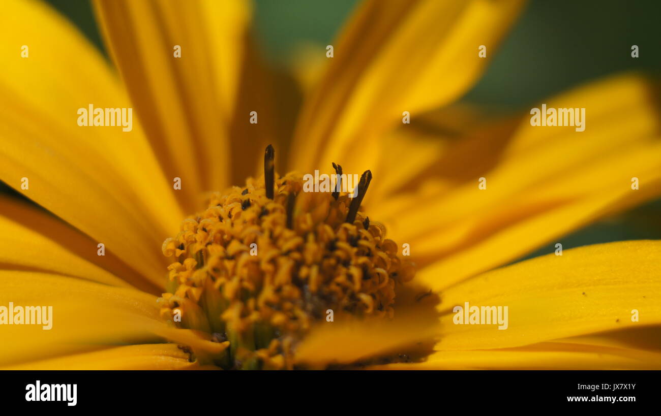 Close up cône jaune fleur fleur dans le jardin Banque D'Images