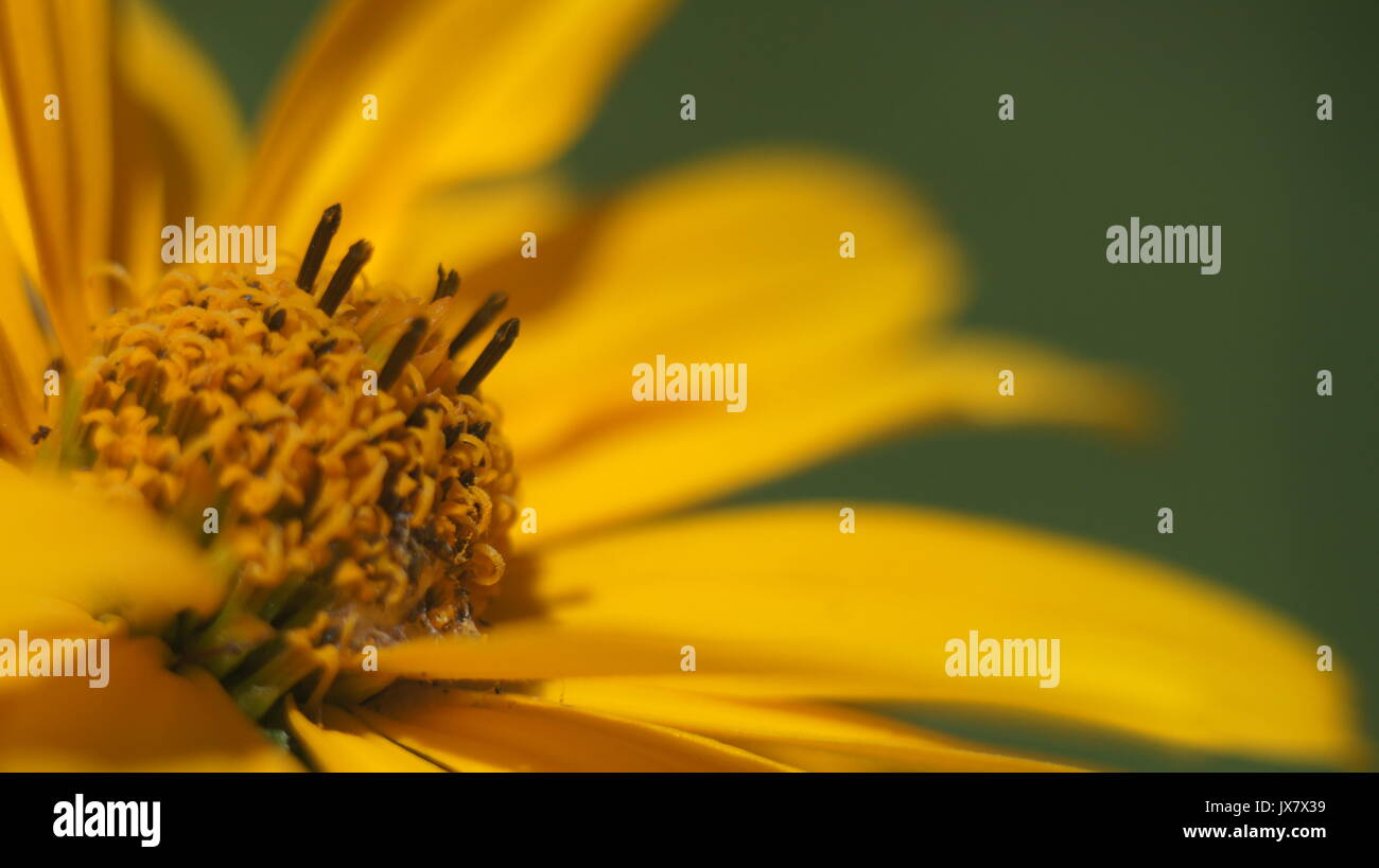 Close up cône jaune fleur fleur dans le jardin Banque D'Images