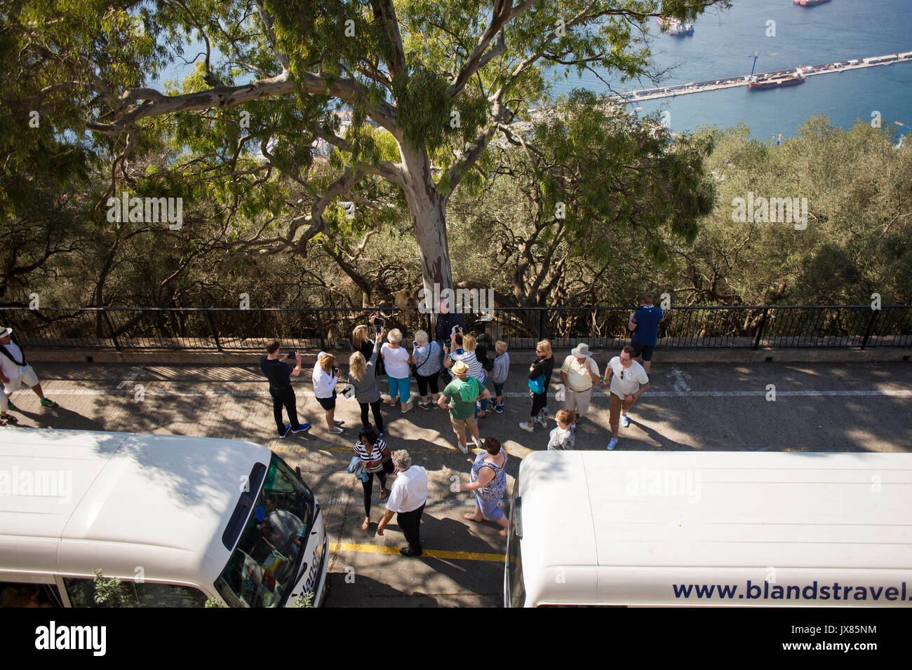 Une grande foule de touristes se retrouvent autour d'une femelle macaque de barbarie dans la partie supérieure du Rocher de Gibraltar. Banque D'Images