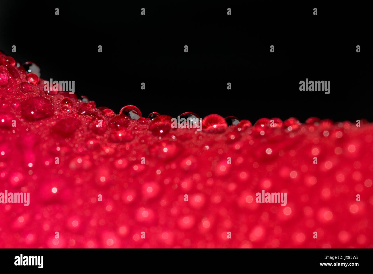 Les petites gouttelettes d'eau de pluie sur un pétale de rose rouge, avec un fond noir, la texture et le motif Banque D'Images