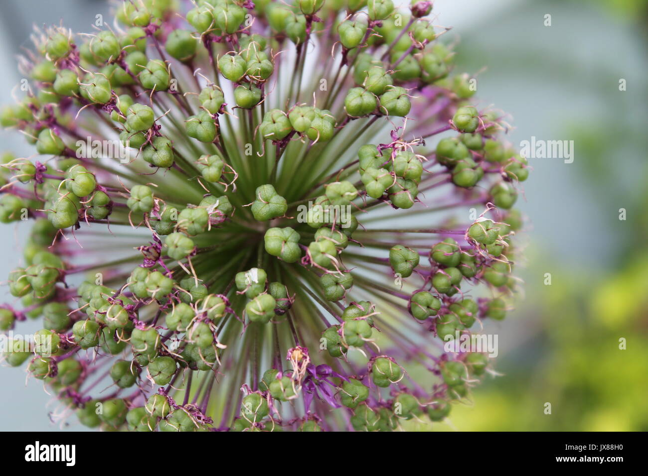 Alium Close-up Banque D'Images