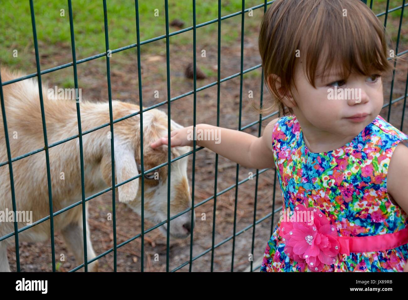 Petite fille de flatter une chèvre dans la clôture. Banque D'Images