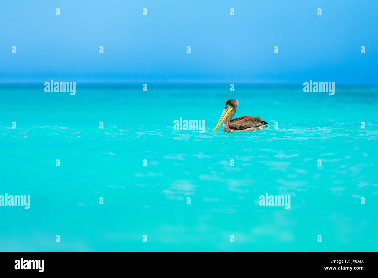 La pélican brun flottant sur une mer turquoise des Caraïbes à Eagle Beach, Aruba Banque D'Images