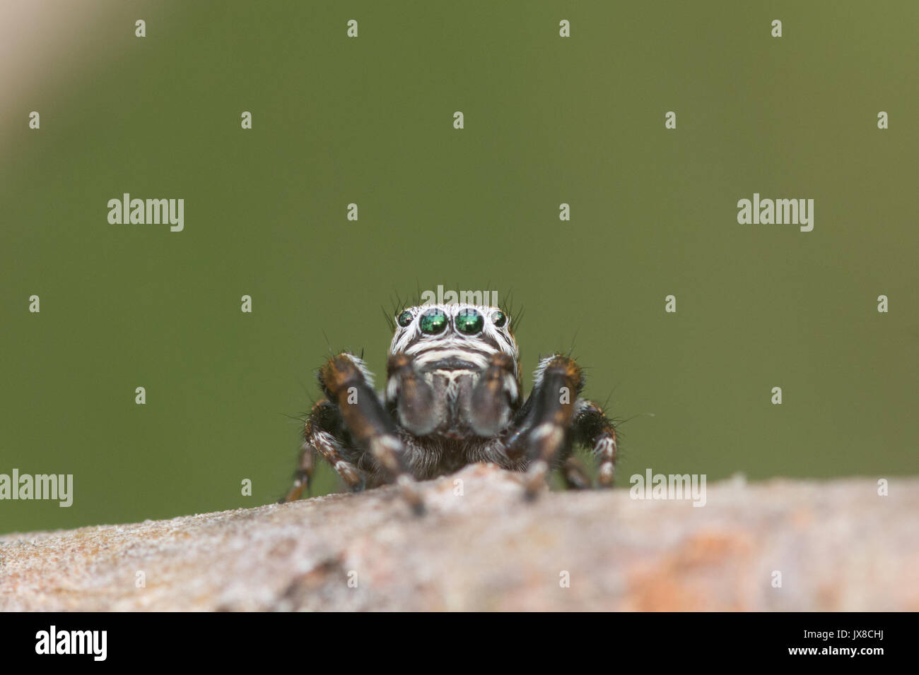 Gros plan d'une minuscule araignée sauteuse multicolore (Evarcha falcata) sur un pin dans un site de landes du Surrey, Royaume-Uni Banque D'Images
