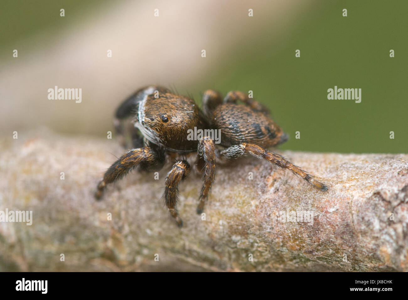 Gros plan d'une minuscule araignée sauteuse multicolore (Evarcha falcata) avec des yeux verts sur un pin dans un site de landes du Surrey, Royaume-Uni Banque D'Images