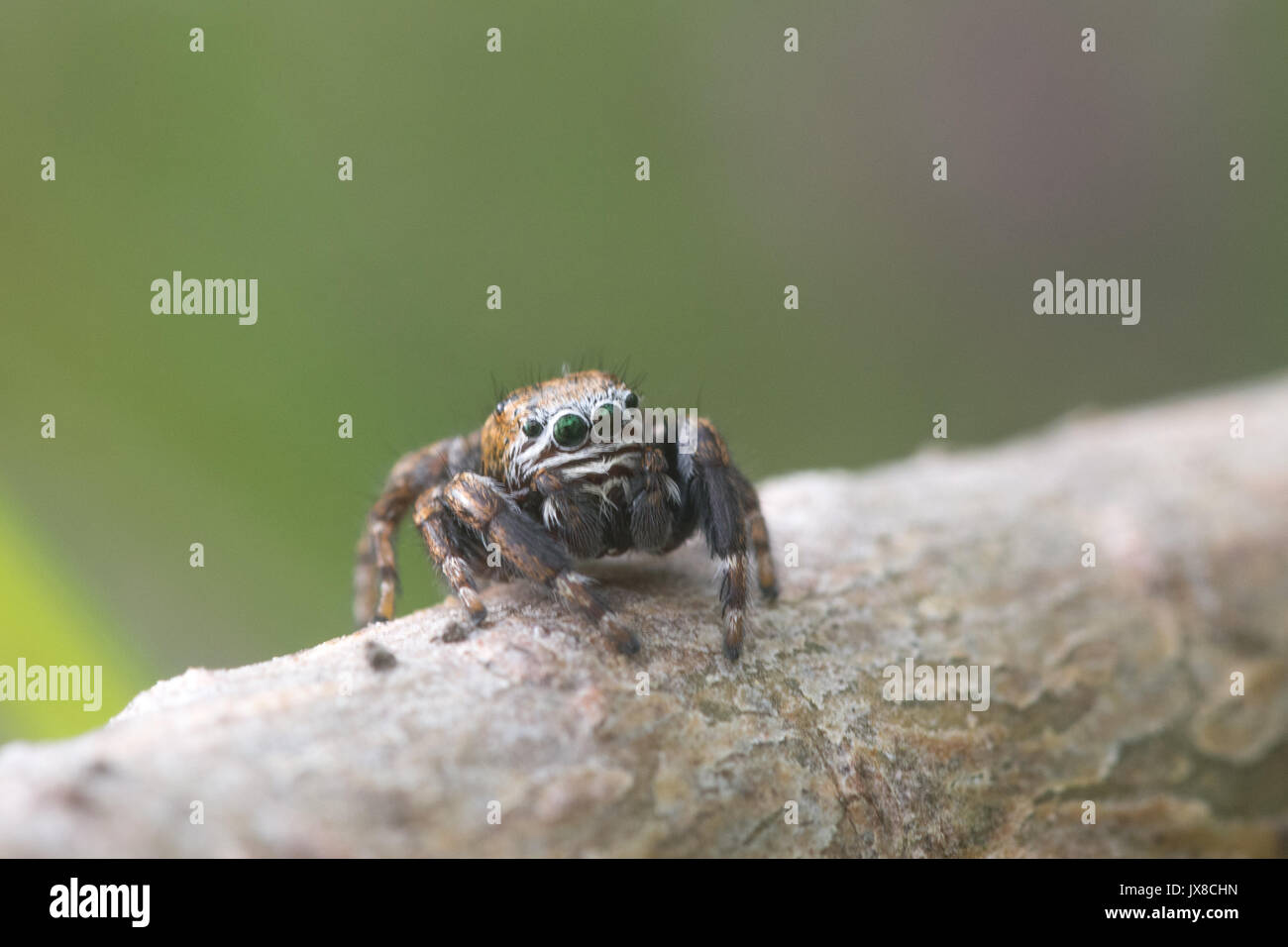 Gros plan d'une minuscule araignée sauteuse multicolore (Evarcha falcata) sur un pin dans un site de landes du Surrey, Royaume-Uni Banque D'Images
