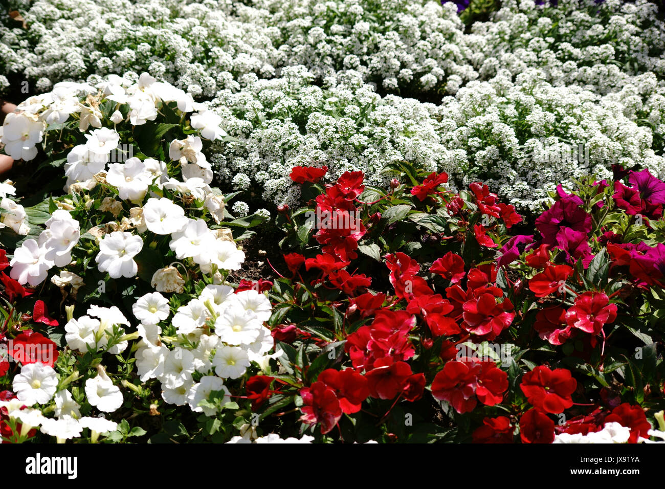 Un lit de jardin coloré avec des couleurs de fleurs à forte intensité. Banque D'Images