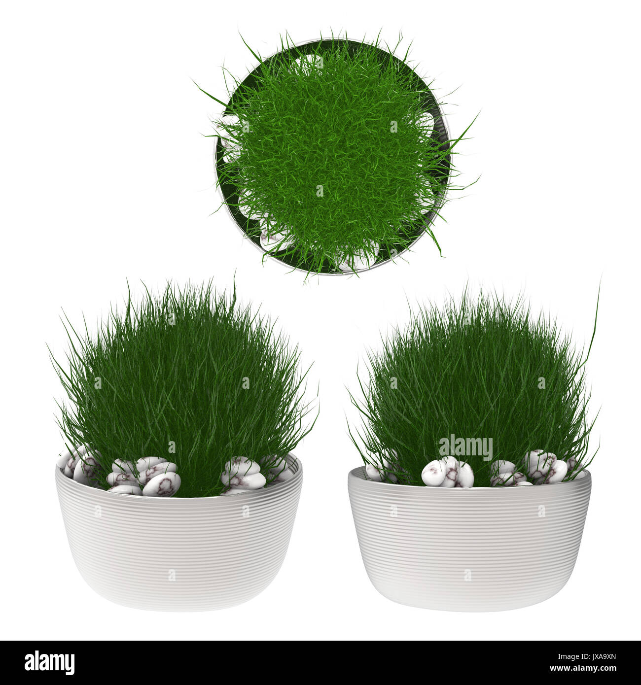 Le rendu 3D de plantes en pot isolated on white Banque D'Images