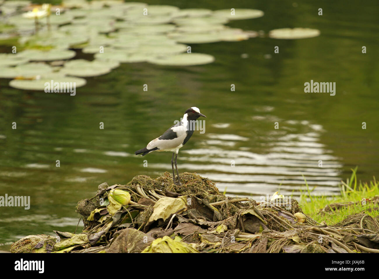 Le forgeron, Sun City, Afrique du Sud Banque D'Images