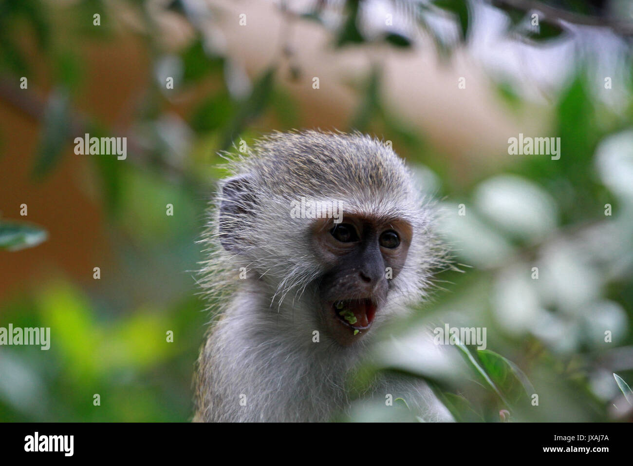 Bébé singe vervet, Sun City, Afrique du Sud Banque D'Images