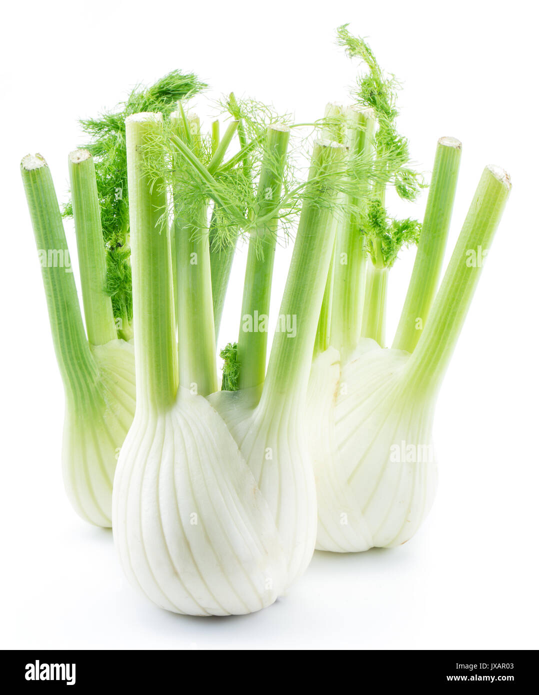 Fenouil Les ampoules. Isolé sur un fond blanc. Banque D'Images