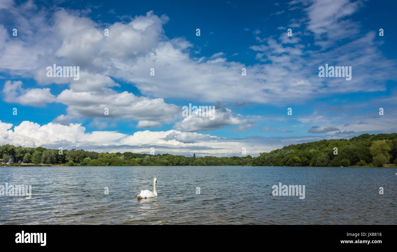 White Swan nager dans le lac, london ruislip lido Banque D'Images