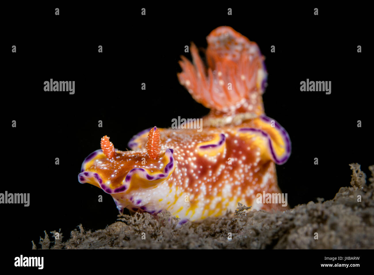 T-bar nudibranch (Ceratosoma tenue) dans le Détroit de Lembeh Banque D'Images